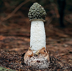 Wall Calendar - No Shame, No Conscience. 12 Immodest Symbols of Nature for 2025